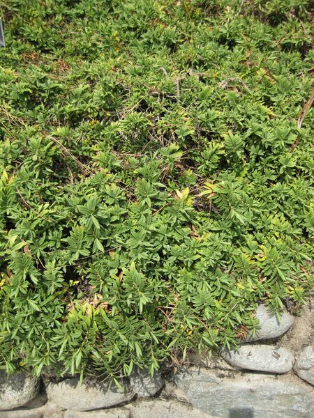 File:IMG 4499 hunt0904.jpg