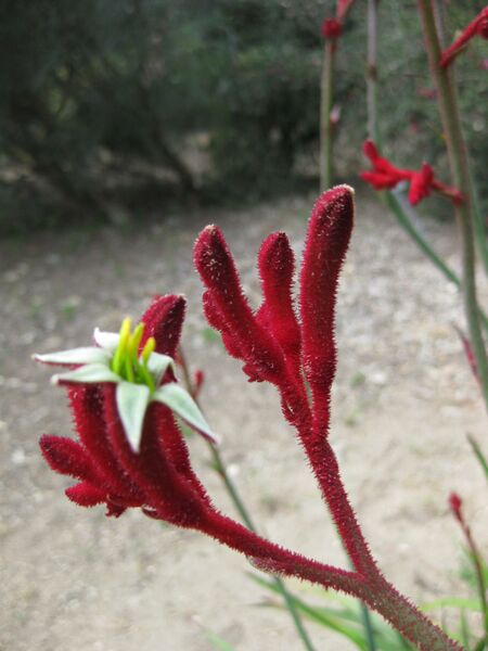 File:IMG 4505 hunt0904.jpg