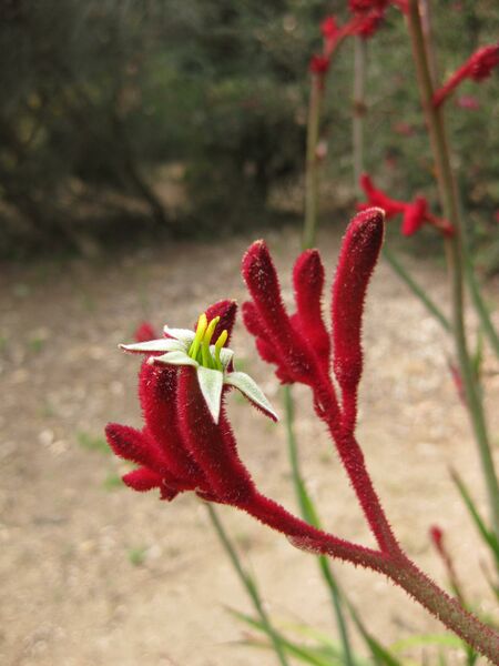 File:IMG 4507 hunt0904.jpg