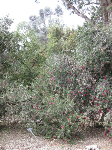 File:IMG 4509 hunt0904.jpg