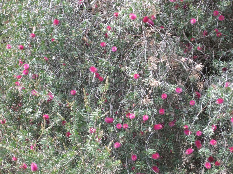 File:IMG 4510 hunt0904.jpg