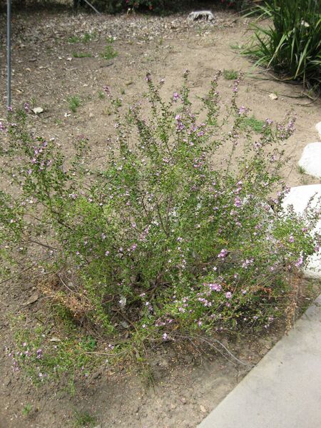 File:IMG 4512 hunt0904.jpg