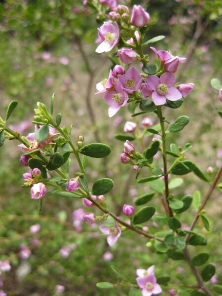 File:IMG 4513 hunt0904.jpg