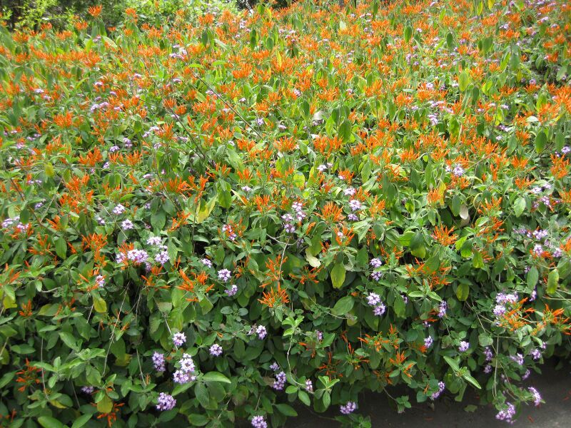 File:IMG 4514 hunt0904.jpg