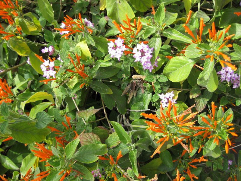 File:IMG 4515 hunt0904.jpg