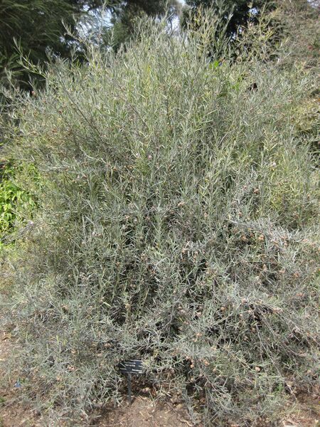 File:IMG 4516 hunt0904.jpg