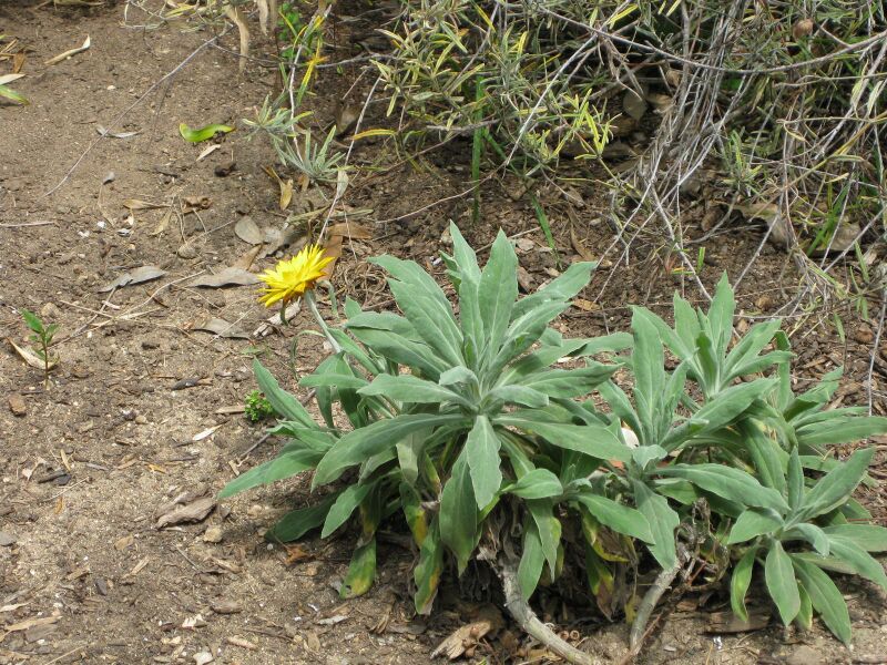 File:IMG 4519 hunt0904.jpg