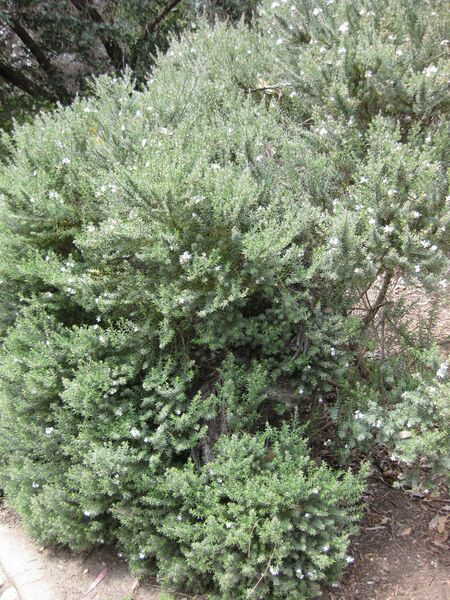 File:IMG 4521 hunt0904.jpg