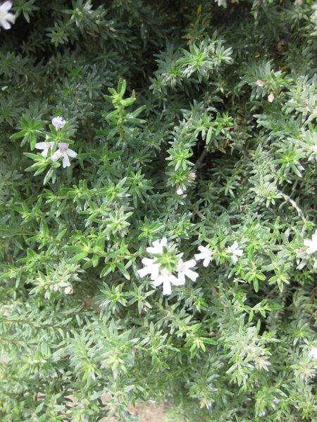 File:IMG 4522 hunt0904.jpg