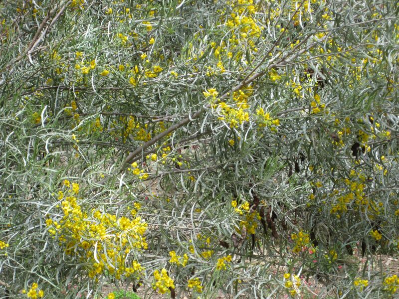 File:IMG 4531 hunt0904.jpg