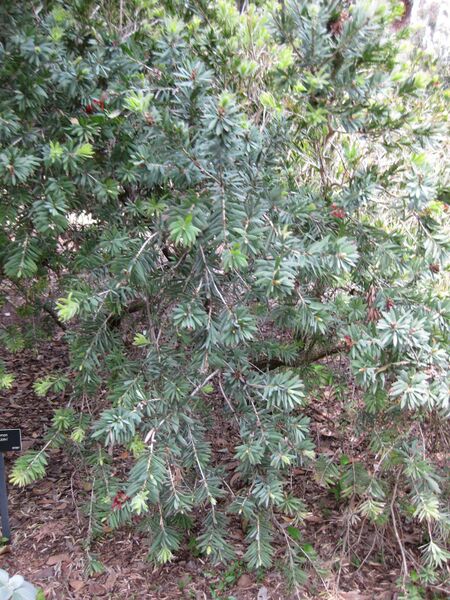 File:IMG 4533 hunt0904.jpg