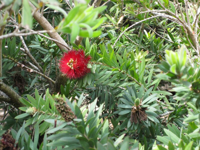 File:IMG 4534 hunt0904.jpg