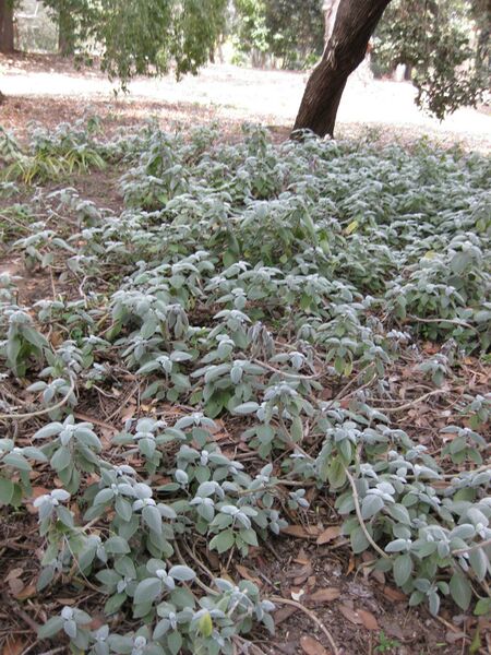 File:IMG 4536 hunt0904.jpg