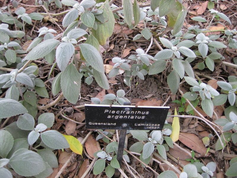 File:IMG 4537 hunt0904.jpg