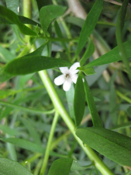 File:IMG 4540 hunt0904.jpg