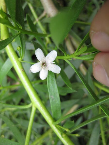 File:IMG 4541 hunt0904.jpg