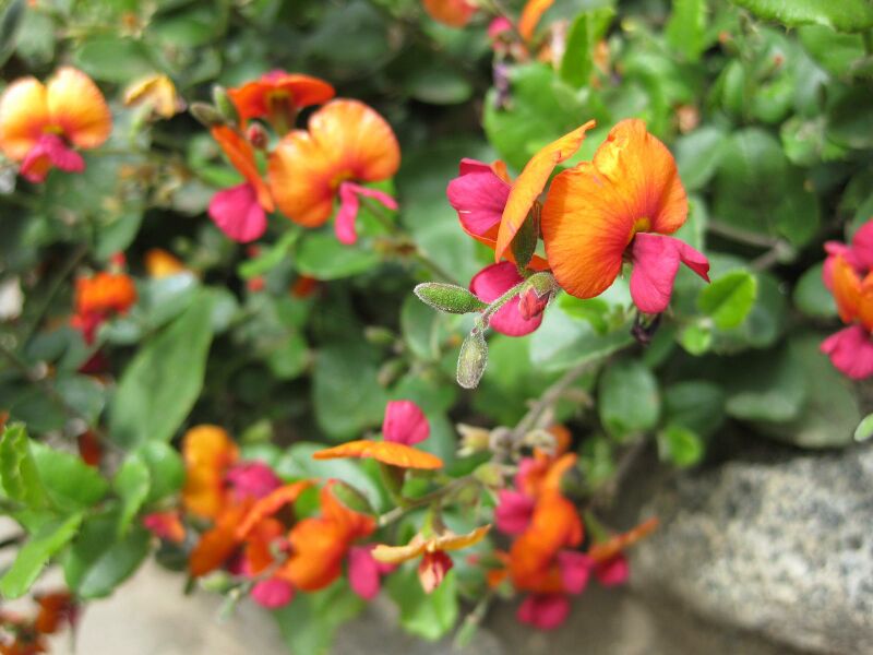 File:IMG 4545 hunt0904.jpg