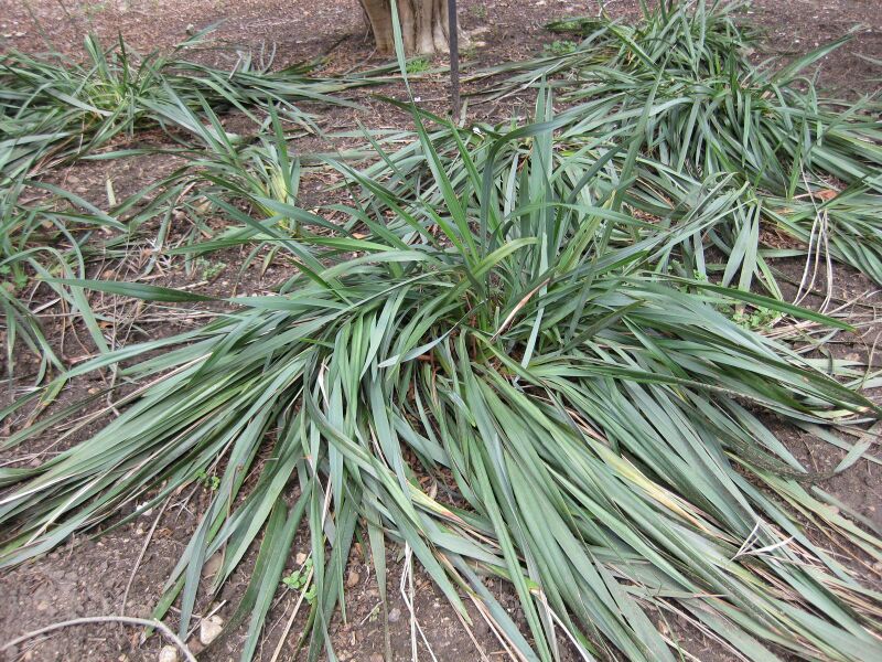 File:IMG 4547 hunt0904.jpg