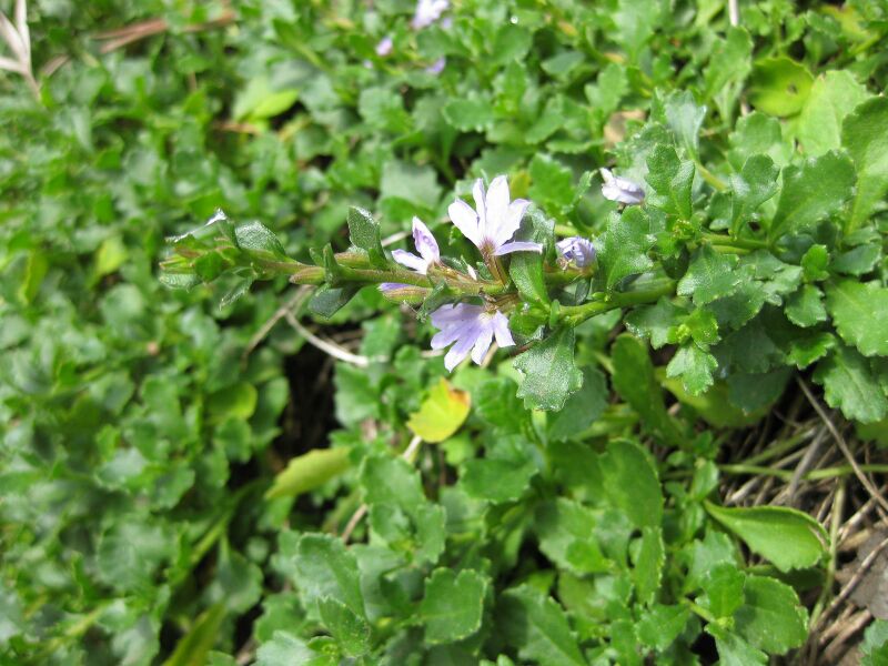 File:IMG 4550 hunt0904.jpg