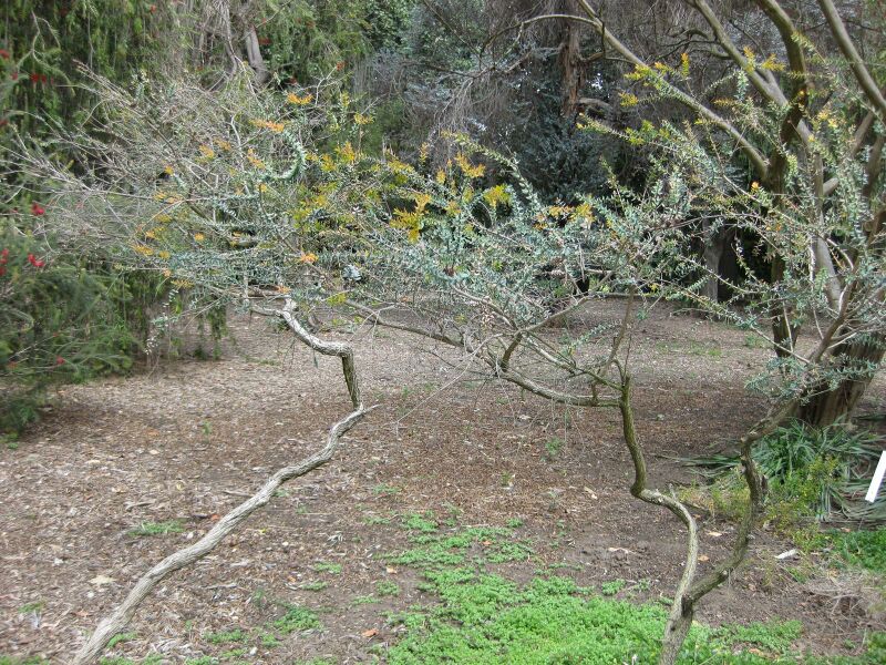 File:IMG 4552 hunt0904.jpg