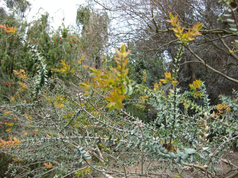 File:IMG 4553 hunt0904.jpg