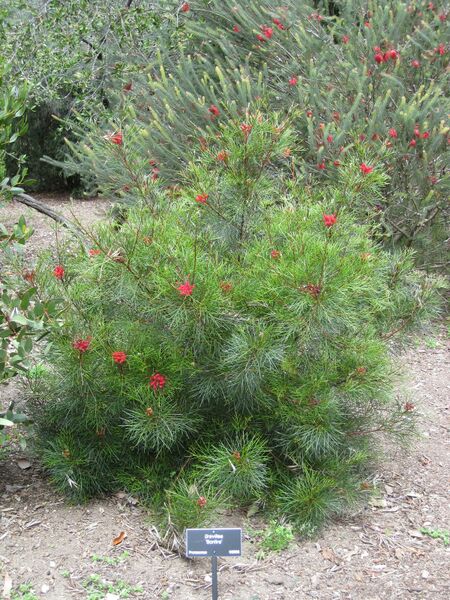 File:IMG 4555 hunt0904.jpg