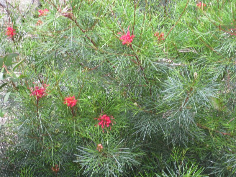 File:IMG 4556 hunt0904.jpg