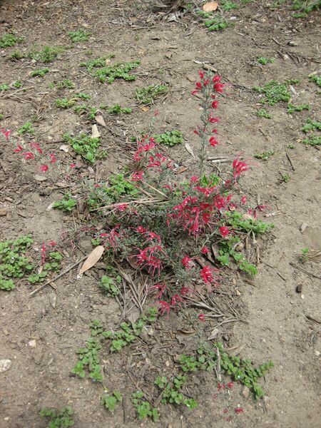 File:IMG 4557 hunt0904.jpg