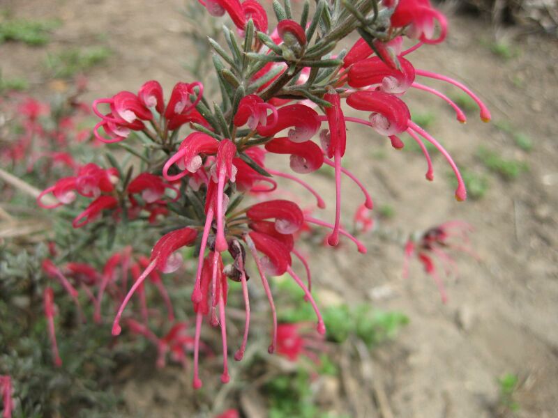 File:IMG 4558 hunt0904.jpg