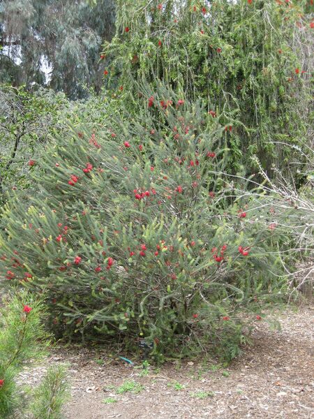 File:IMG 4560 hunt0904.jpg