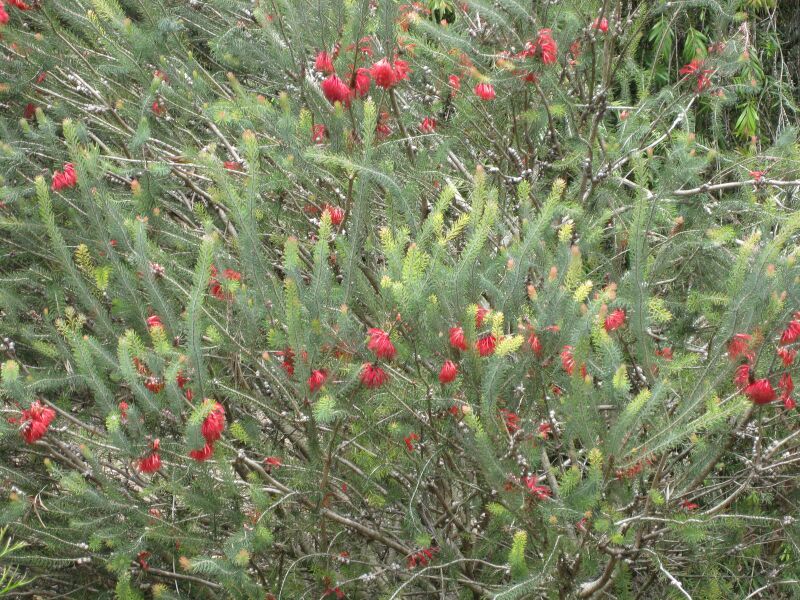 File:IMG 4561 hunt0904.jpg