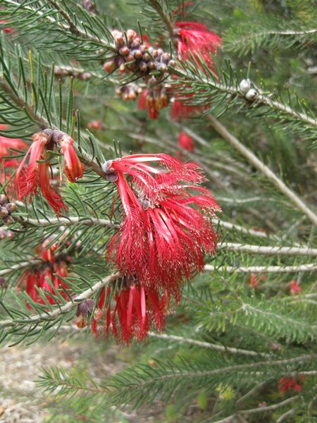 File:IMG 4563 hunt0904.jpg