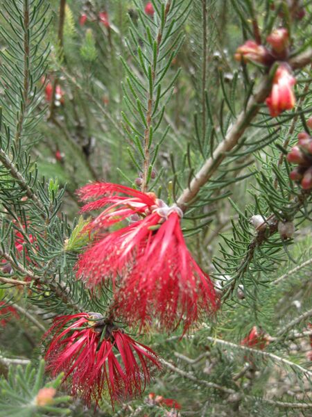 File:IMG 4564 hunt0904.jpg