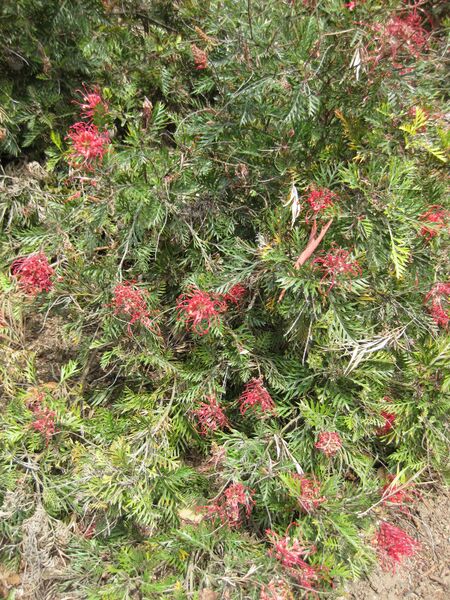 File:IMG 4565 hunt0904.jpg