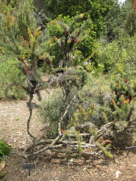 File:IMG 4567 hunt0904.jpg