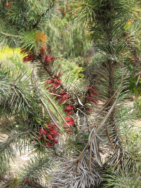 File:IMG 4568 hunt0904.jpg