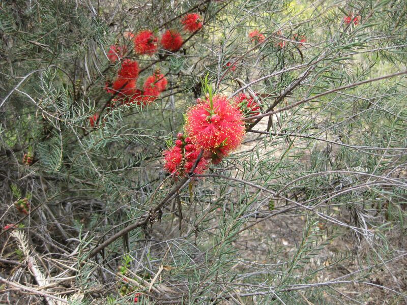 File:IMG 4571 hunt0904.jpg