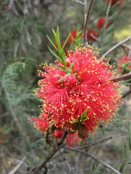 File:IMG 4572 hunt0904.jpg