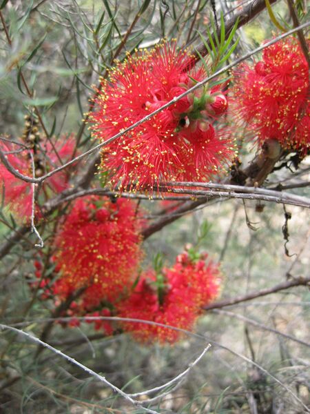 File:IMG 4573 hunt0904.jpg