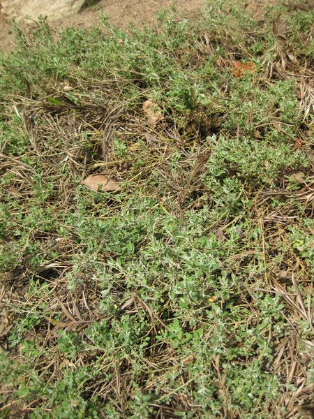 File:IMG 4575 hunt0904.jpg