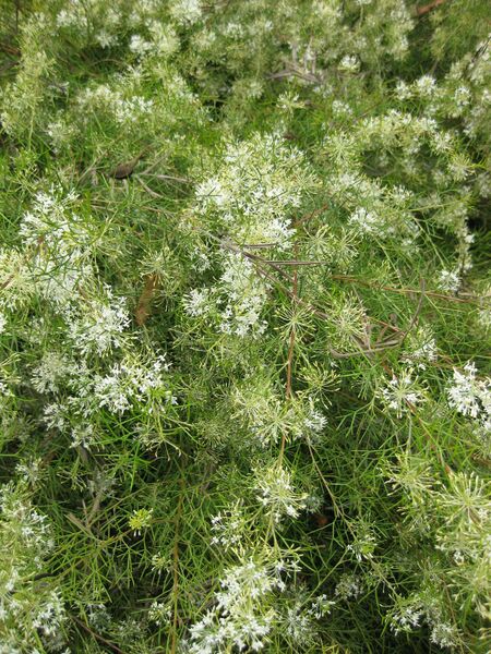 File:IMG 4578 hunt0904.jpg