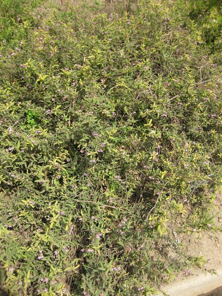 File:IMG 4580 hunt0904.jpg