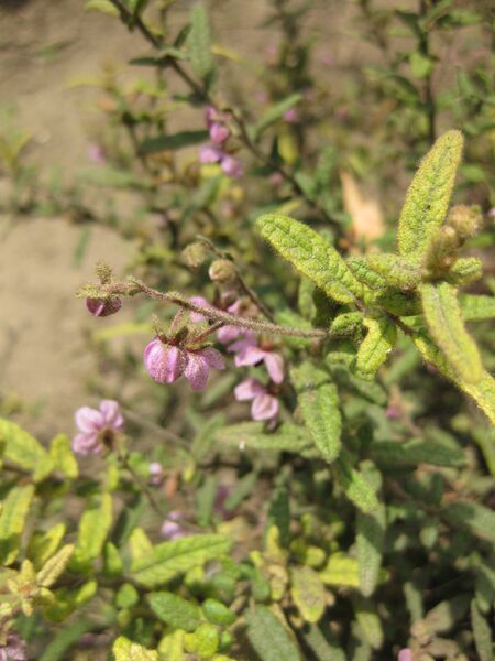 File:IMG 4581 hunt0904.jpg