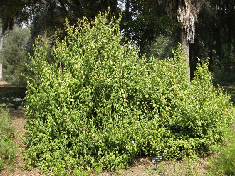 File:IMG 4583 hunt0904.jpg