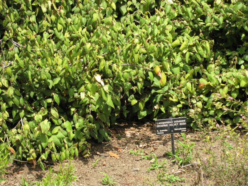 File:IMG 4584 hunt0904.jpg