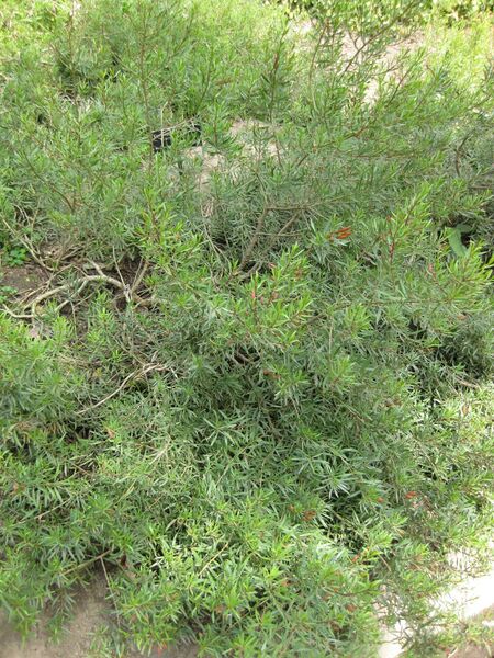 File:IMG 4585 hunt0904.jpg