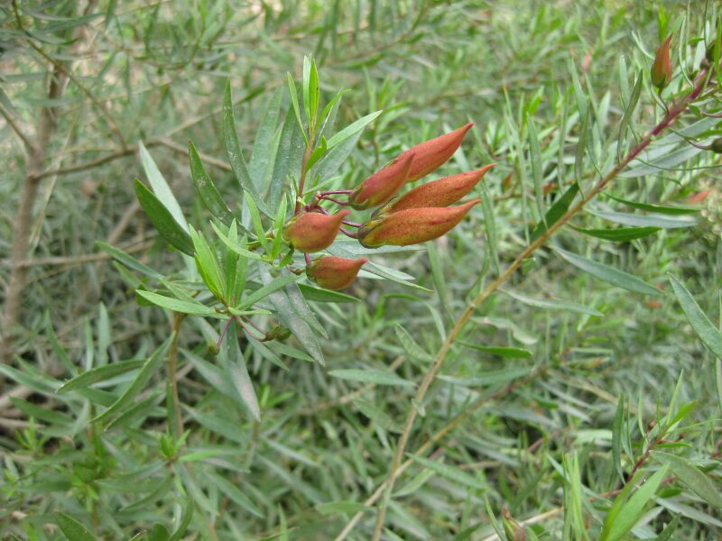 File:IMG 4586 hunt0904.jpg