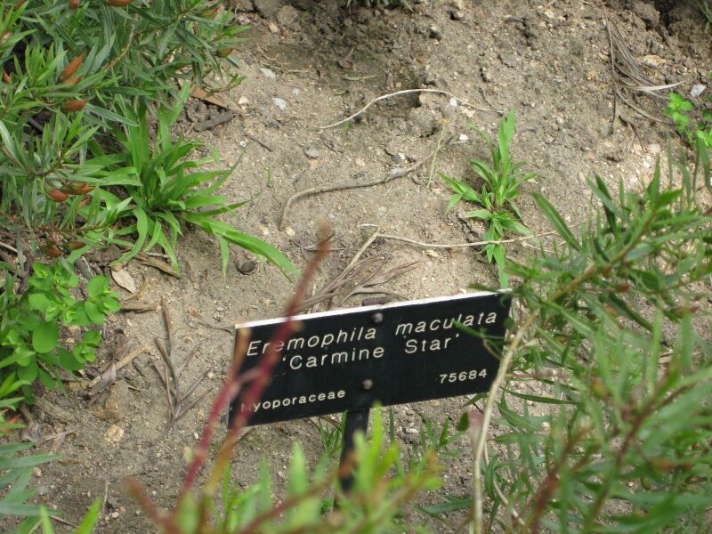 File:IMG 4587 hunt0904.jpg