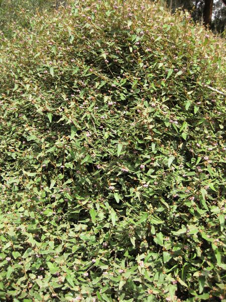 File:IMG 4588 hunt0904.jpg