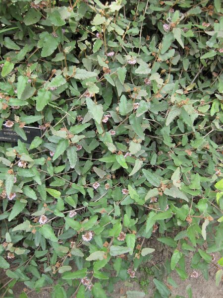 File:IMG 4589 hunt0904.jpg